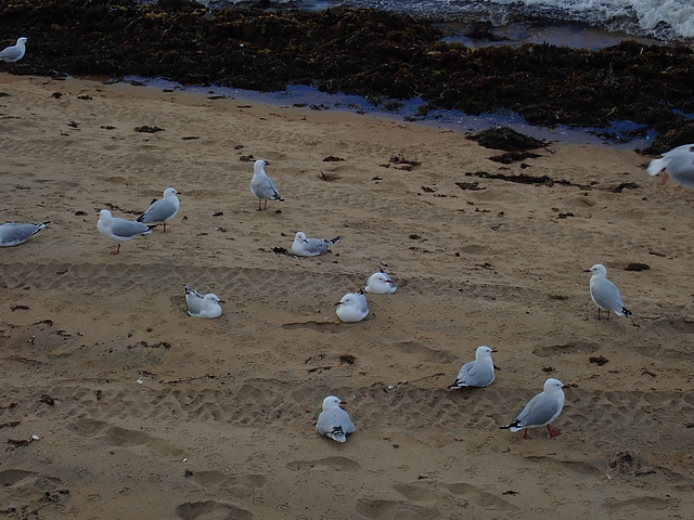 Flock of Silver Gulls