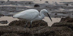 Little egret Little egret