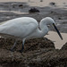 Little egret