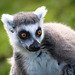 Ring-tailed Lemur