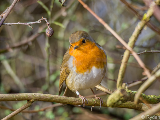 Robin