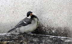 Bébé Mésange charbonnière