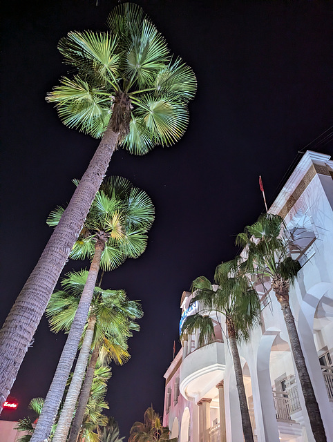 Le bal nocturne des cocotiers