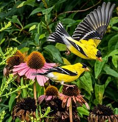 Goldfinch Duet