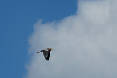 Great Blue Heron Flying