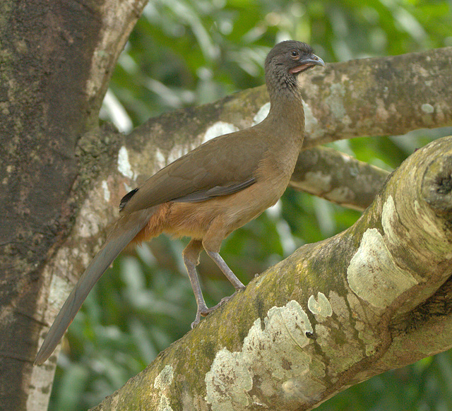 IMG 0058-1birdcloseup