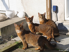 Somali and Abyssinian kittens