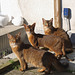 Somali and Abyssinian kittens