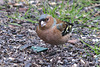 20150315 7388VRTw [D~RI] Buchfink (Fringilla coelebs) [m], Rinteln