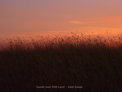 Grass at Pett Level at sunset