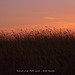 Grass at Pett Level at sunset