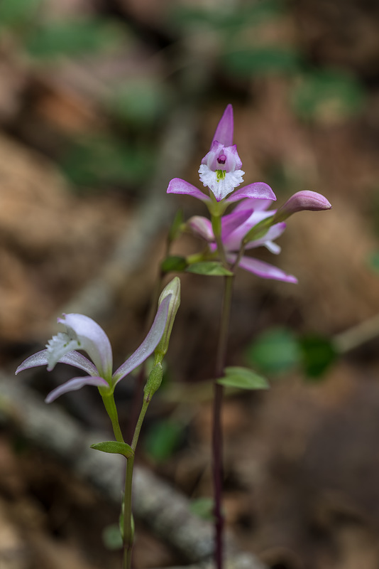 Triphora trianthophoros (Three-birds orchid)