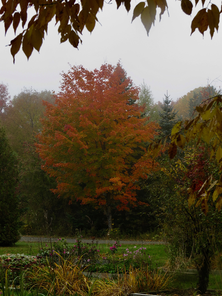 Maple tree in Parc Odell, Fredericton, NB