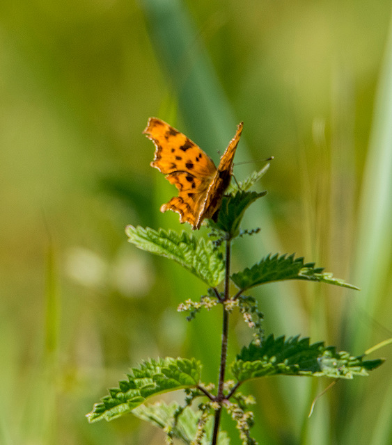 Comma butterfly