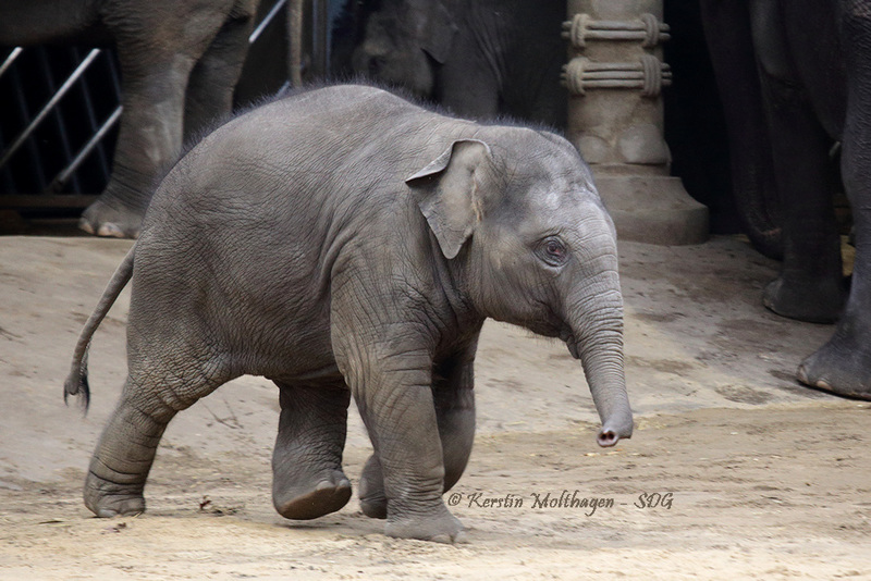 Explored - Rennfant IV (Hagenbeck)