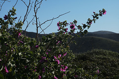 Malva arborea