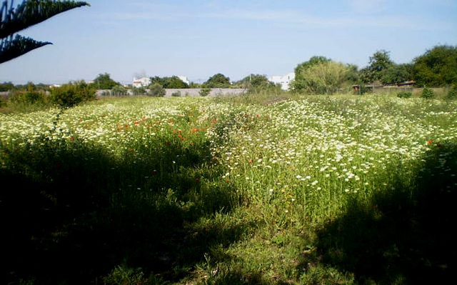 Grass and vegetation one metre high.