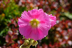 Stockrose in der Mittagsonne