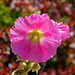 Stockrose in der Mittagsonne