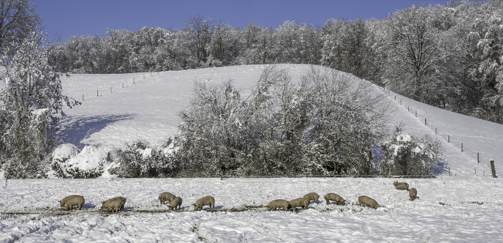 Schnee im Zürcher Unterland (© Buelipix)