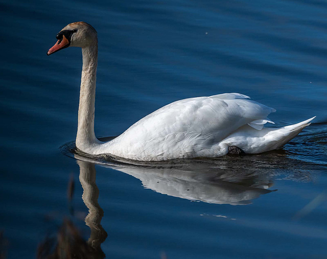 Mute swan