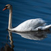 Mute swan