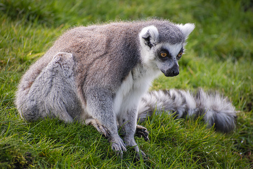 Ring-tailed Lemur