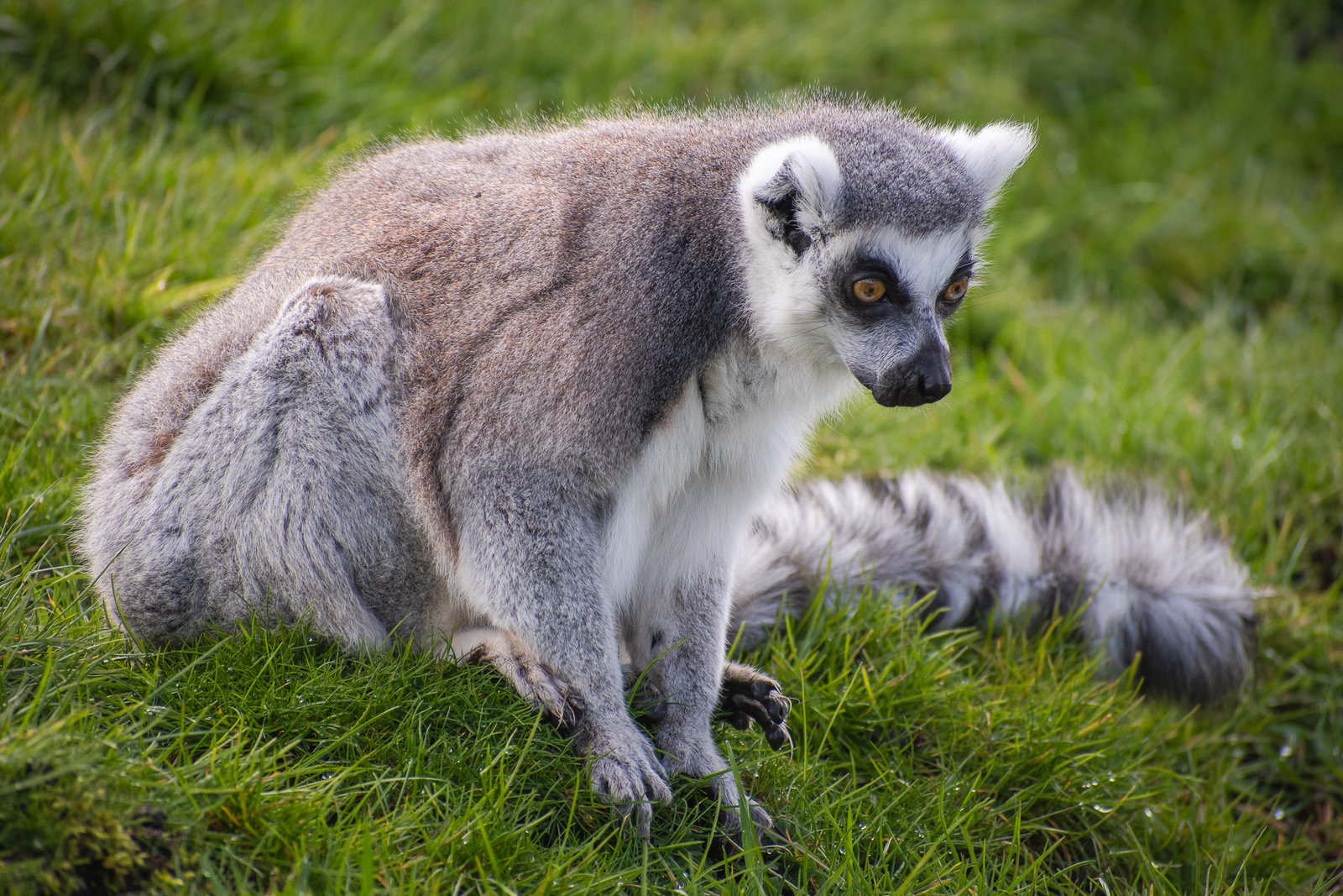 Ring-tailed Lemur