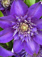 clematis