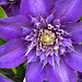 clematis