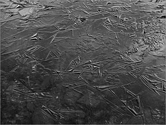 A skim of ice on the pond