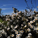 Cistus ladanifer around Penedos