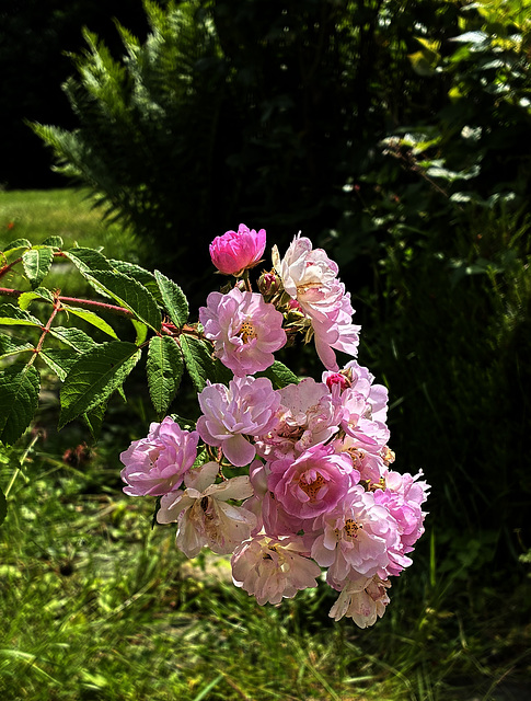Rosier rose