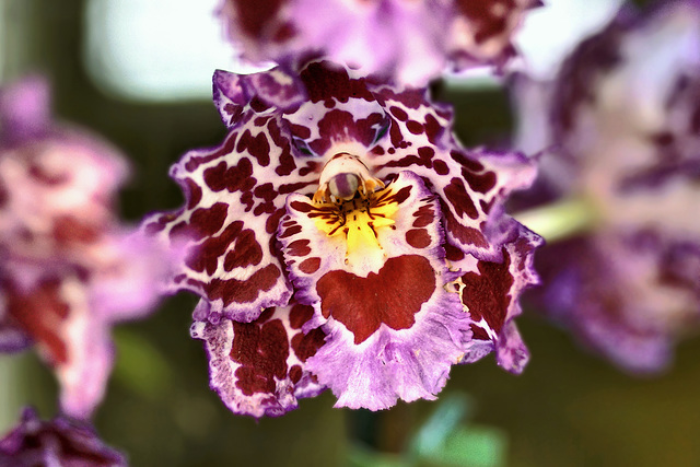 Seeing Red – Conservatory of Flowers, Golden Gate Park, San Francisco, California