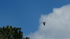 Great Blue Heron Flying