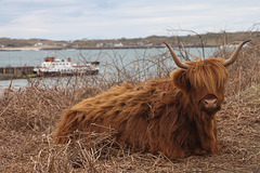 Highland Cow - Fionnphort