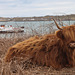 Highland Cow - Fionnphort