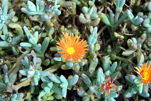 Mittagsblume aus Terrace Bay