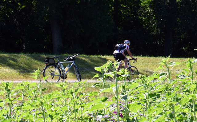 Radler auf dem Rheinradweg bei Germersheim