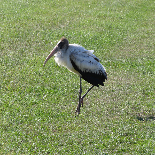 Wood stork (juvenile)