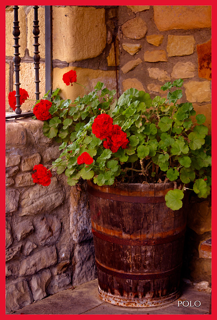 Tonel de vino con flores rojas.