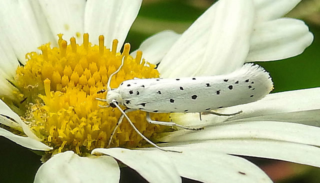 20210722 1861CPw [D~LIP] Pfaffenhütchen-Gespinstmotte (Yponomeuta cagnagella), Wiesen-Margarite (Lucanthemum Vulgare agg), Bad Salzuflen