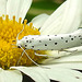 20210722 1861CPw [D~LIP] Pfaffenhütchen-Gespinstmotte (Yponomeuta cagnagella), Wiesen-Margarite (Lucanthemum Vulgare agg), Bad Salzuflen