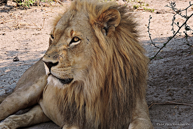 the old lion (Botswana, Chobe National Park)