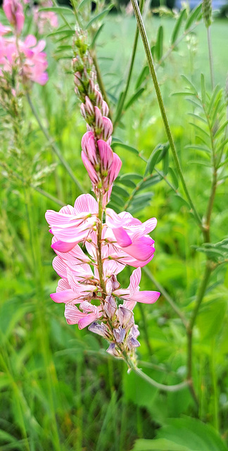 Saat-Esparsette (Onobrychis viciifolia)