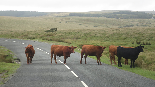 Dartmoor