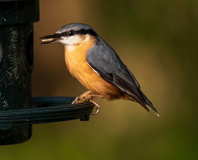 Nuthatch