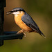 Nuthatch