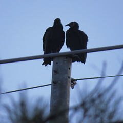 Pair of black vultures