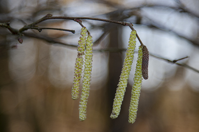 Haselblüten